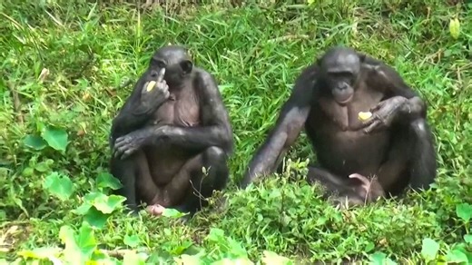 Affen: Bonobo-Weibchen haben das Sagen in der Gruppe