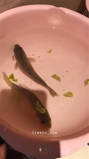 Creeps one on Instagram: "Zombie fish 🐠"