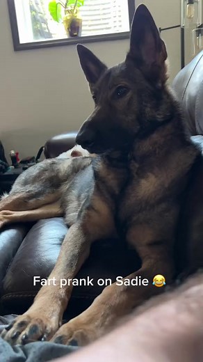 Fart prank on my dog #reels #funny #sadiethesableshepherd | Sadie the sable shepherd