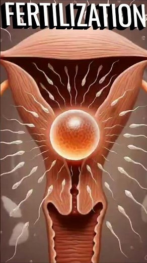 Human Reproduction Explained in 3D | Fertilization Process"#3danimation #shorts #science #biology