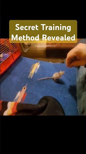 My #1 Training Method for my Pet Mouse