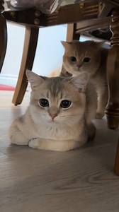 The Meow Meow Duo is driving mom crazy！ #reels #cat #kitty #cutie #meowmeowmeow | Meow_Cash