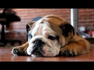 Sad English Bulldog puppy