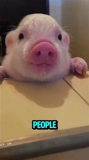 She Grew Into a Massive Pig but Still Acts Like a Baby