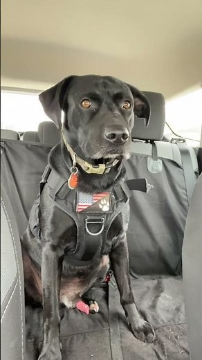 Cooper the Dog excited (red rocket!) to go for a ride!