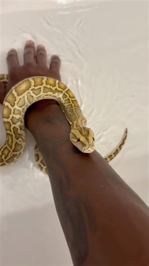 Bathing My Huge Snake! 😲🐍 #fypシ゚viral #shorts #reptiles #snake #pets #exoticpets
