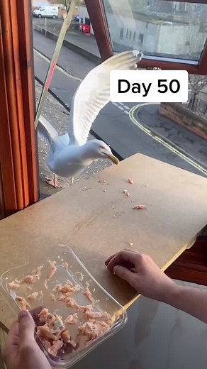 Day 50 of feeding my pet seagull - stevens eating platform is finally built, all we need now is for him to learn how to use it 🥺 #fyp #foryou #bird
