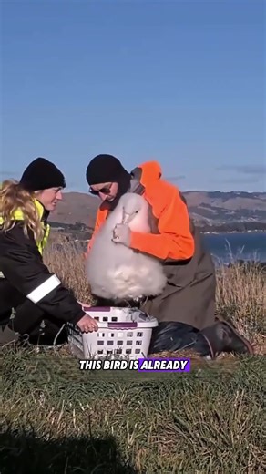 Incredible Facts About the Wandering Albatross
