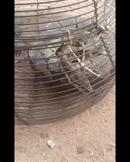 This royal python was caught by mipon in the jungle. Listen to the mysterious things he said about the snake