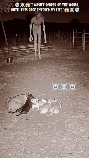 humans reality 🙏🏻 on Instagram: "Japan is turning footsteps into electricity! 👣⚡ Using piezoelectric technology, Japan is proving that even a simple walk can power the future. 🌍 At Tokyo’s Shibuya Station, over 2.4 million daily commuters generate energy to light up LED displays and ticket gates! 💡🚉 How it works: Each step creates mechanical pressure Special tiles convert it into electric power New systems can generate up to 30 watts per step! 🔋 This innovation shows how human movement = 