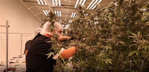 Cresco Labs marks massive 200K gram cannabis harvest in Winchester