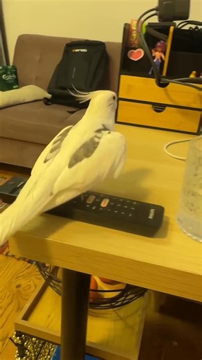 I’m working, and Edek, my cockatiel, decided my desk is his stage — opera mode ON 🎶🐦🎭 🎶🐦🎭 #cockatiel #edek #operabird #workfromhome #funnybird | Cockatiel Home