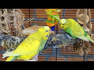 budgie happy parakeet sounds