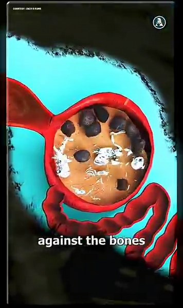 Why Do Crows Swallow Stones? | Mind-Blowing Nature Fact!