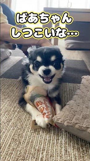 [Enraged Big Chihuahua] The intense standoff with Grandma! #chihuahua #dog #cute