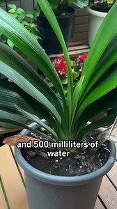 Clivia plant. | Garden and Lifehacks V1