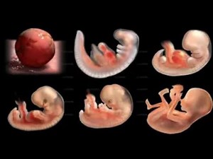 Pregnancy Week By Week: Week 1- 41 Fetal Development 👶9 Months in the womb | 3D animated pregnancy.