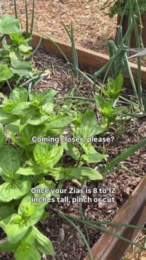 Pinch Your Zinnias for More Blooms!