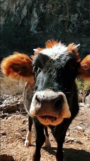 Short Summary of Animal Farm🌟#animalfarm #georgeorwell #books #literature