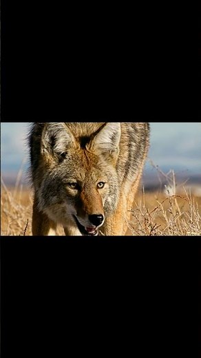 Why do coyotes howl at night? 🐺 #shorts