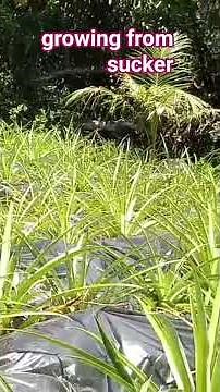 Pineapple Farm Update: Growing Pineapple Using Suckers | Easy Propagation Method 🍍