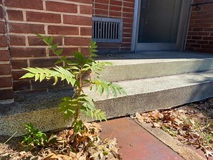 'Hellish' tree of heaven weeds out native plants