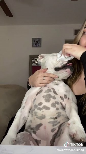 Cleaning bulldogs wrinkles and applying coconut oil on her nose, she liked the coconut oil more than her treat🥺 #bulldog #cleaning #coconutoil 🧿💖￼
