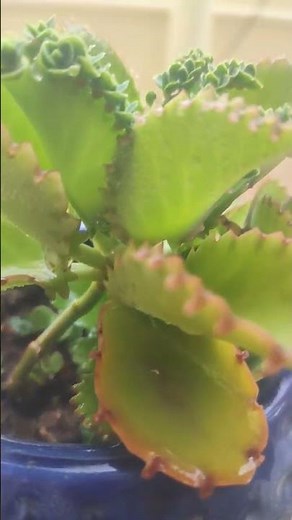 the growth of bryophyllum Leaf 🌿🍀