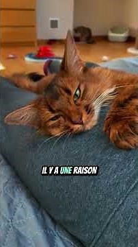 Pourquoi ton chat te donne des coups de tête