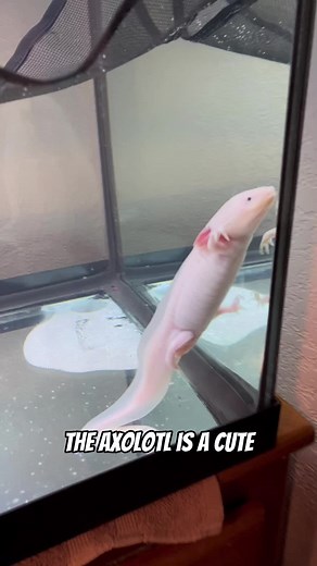 The most exotic and adorable animal on this planet. The axolotl!