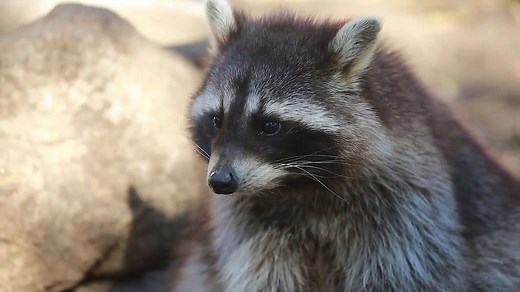 Raccoons Revealed: Understanding Their Behavior Up Close