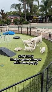 While Puppy Brain is a manual for raising a puppy, puppies are sentient beings who are going to present unique challenges. The bookend to preparing by reading Puppy Brain is to have a trainer selected and scheduled. A reminder: make sure to vet the trainer! Look for one who uses positive reinforcement, is certified through an organization like @clickertraining , and who has extensive experience working with puppies. Two of my favorites are @jwdogtraining and @clickstartdogacademy (and if you hap