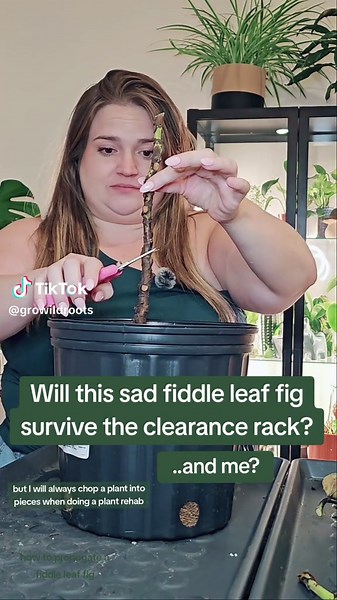 How to propogate a fiddle leaf fig. Will this plant survive the chop and prop? #series #planttok #houseplants #plantparent #newplants #plantcare #plantcaretips #clearanceplants #plantrehab