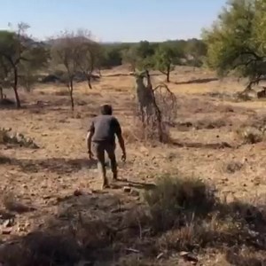 Trying to catch a half sedated 61 inch kudu bull on your own. Jeeez he is a monster and very freaking impressive. Guys go through alot to get good quality genetics on their farms. It's alot more than just one two three and you have a 61inch bull. Not sure who's video this is but it's a cracker. TIA BABY- THIS IS AFRICA, HARVESTER STYLE HAPPY HARVESTING YOU GOOD THING #worldofhunting #worldoffishing #huntingworld #huntinglife #sahunters #sahunting #africa #african #wildlife #nature #naturelover #