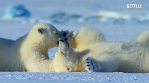 2.2K views · 39 reactions | この素晴らしい星の神秘を映す、幻想的な新シリーズ 「プラネットアース」「ブループラネット」クリエイター最新作、 地球上の動植物の生き生きとした姿を驚きの映像で描くNetflixオリジナル作品『OUR PLANET 私たちの地球』 4/5(金)独占配信開始予定！ https://www.netflix.com/jp/title/80049832 | Netflix | Facebook