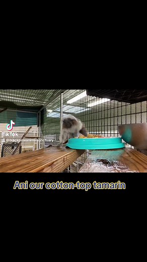 Learn more about our mission and residents here at Black Pine at this link: https://linktr.ee/blackpineanimalsanctuary #tamarin #cottontoptamarin #tamarins #primates #primate #blackpineanimalsanctuary #WildlifeSanctuary #monkey #monkeys | Black Pine Animal Sanctuary