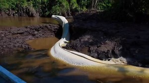 A mysterious white anaconda has been spotted deep in the Amazon rainforest. Could it be the rarest snake ever caught on camera? Witness the shocking footage now! #whiteanaconda #giant #snake #amazon #wildlife | Nature.love