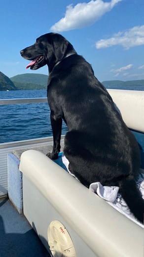 10K views · 1.4K reactions | The often imitated, never duplicated four stroke Labrador motor. Runs on snacks and tennis balls | Maria the Lab | Facebook