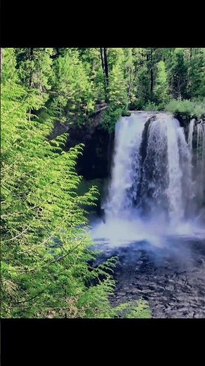 Deep Inside the Green World | Beautiful Forest Scenery #shorts #forest #wildlife