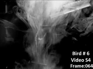 2 vortex trails with 1 stroke