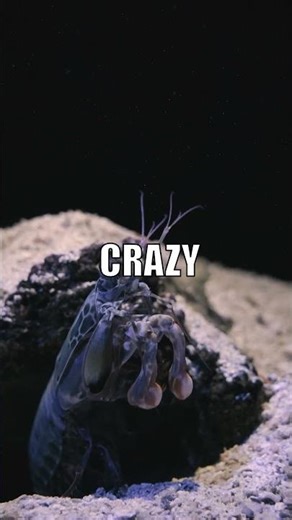 Octopus Mimics?! You Won't Believe This!