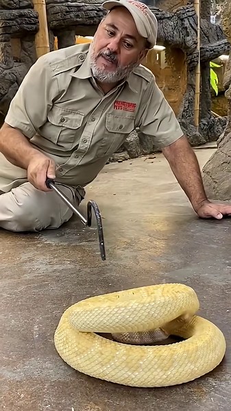 Albino western diamondback rattlesnake warning!