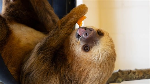 They're slow, adorable and love hanging out: Here's the Jacksonville Zoo's 2 new sloths