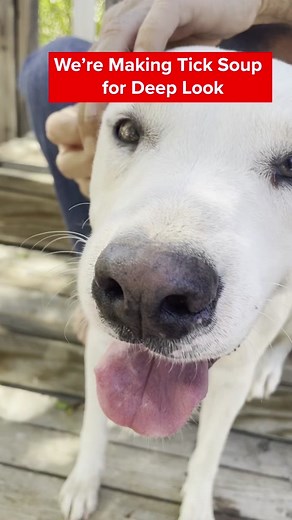 Watch our NEW episode! And here’s another #behindthescenes look @deeplookofficial #dog #ticktock #deeplook #animals