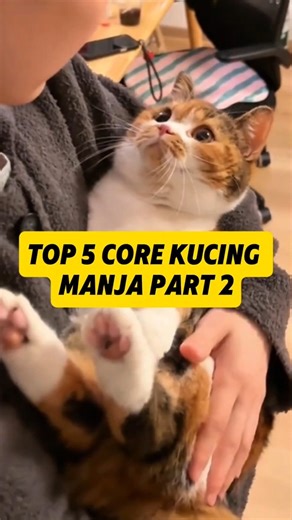 TOP 5 CORE KUCING MANJA PART 2 #core #funny #funnyshorts #lucu #ngakak #trending #indonesia