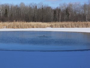 Diffuser Placement Recommendations | Robust-Aire | Kasco Marine