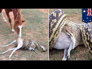 Python snake attack: Horse watches large python swallowing wallaby in Australia - TomoNews