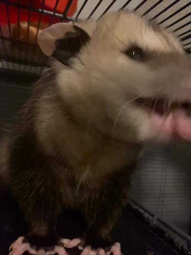 Nubbins (one of our sanctuary opossums- he has no tail) enjoying these crunchy apples too. There’s just nothing cuter than these animals enjoying a snack and doing the chomp chomps! | Snug Harbor Wildlife Rescue and Sanctuary