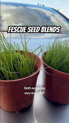 Highly Recommended Fescue Grass Seed #lawncare