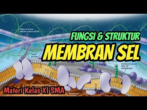 Function & Structure of Cell Membranes | Learn From Home - World of Biology